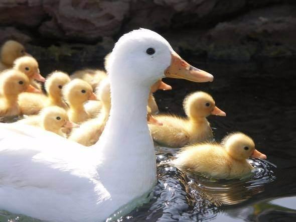 <p>Ördeklerin sesleri asla yankı yapmaz.</p>
