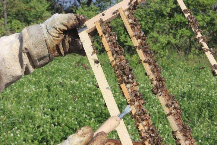 <p>75 kovanı bulunan bir arıcı 3 ayda 80 bin liralık arı sütü üretebiliyor. Oldukça meşakkatli bir üretimi olan arı sütü kovanlardan sağılmaya başlandı. Kraliçe arı olmayan kovanlara yerleştirilen içine larva bırakılmış peteklere genç arıların kraliçe arı yapmak için salgıladığı sıvı olan arı sütü, yüksek fiyatı sebebiyle durumu iyi olan vatandaşlar tarafından tercih ediliyor. Aileler özellikle çocuklarının bağışıklık sistemi güçlensin diye alıyor. Hastalar ise hastalıklarına şifa bulmak için tercih ediyor. Arı sütünün bir çok hastalığa iyi geldiği biliniyor.</p>
