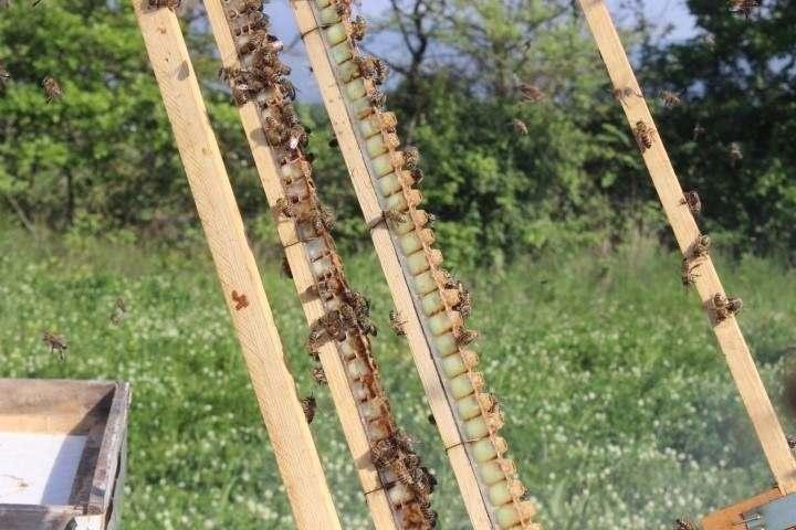 <p>Bursa'da 4 kişilik ailesiyle birlikte arı sütü sağımına başlayan Mehmet Durgut, her gün içine larva yerleştirdiği peteklerini açarak arı sütünü sağıyor. Bir kovandan günlük 2-4 gram arı sütü hasat ediliyor.</p>
