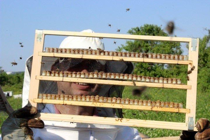 <p>Arı sütü kraliçe arının gıda kaynağıdır. İşçi arıların polen tüketerek ürettikleri bir salgıdır. Arının oğula meyil ettiği aylarda bu üretim gerçekleştiriliyor. Bu süre nisan sonunda başlar Ağustos ortalarına kadar devam eder. Arı sütünün kilosunu 3-4 bin lira arasında satmaktayız" dedi.</p>
