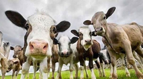 <p><strong>KURBAN BAYRAMI TATİLİ</strong><br />
<br />
2017 yılındaki Kurban Bayramı 30 Ağustos ile birleştiği i&ccedil;in 11 g&uuml;n tatil yapma şansı bulan &ccedil;alışan kesim, 2018'de de Kurban Bayramı'nda uzun bir tatil yapma şansına sahip olabilecek. Kurban Bayramı'nın arefesi 20 Ağustos Pazartesi g&uuml;n&uuml;ne denk geliyor. Takip eden Salı, &Ccedil;arşamba, Perşembe ve Cuma ise resmi tatil. Dolayısıyla bu sene Kurban Bayramı'nda yine 9 g&uuml;nl&uuml;k bir tatil g&ouml;z&uuml;k&uuml;yor.</p>
