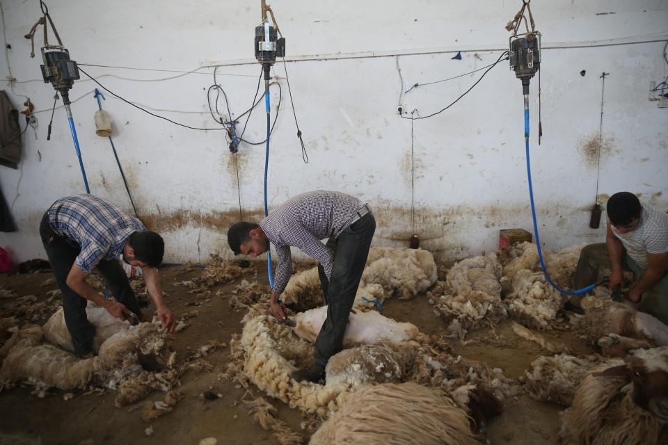<p>Burada yetiştirilen koyunların üstün özelliklere sahip olduğunu vurgulayan veteriner Kahramanoğulları, bundan dolayı farklı illerden besicilerin hayvanlara ilgi gösterdiğini dile getirdi.</p>
<p> </p>
