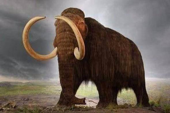 <p>Artık nesli tükenmiş olan 'Yünlü mamut' isimli mamut türünün canlıları Mısır Piramitleri inşa edilirken varlardı.</p>