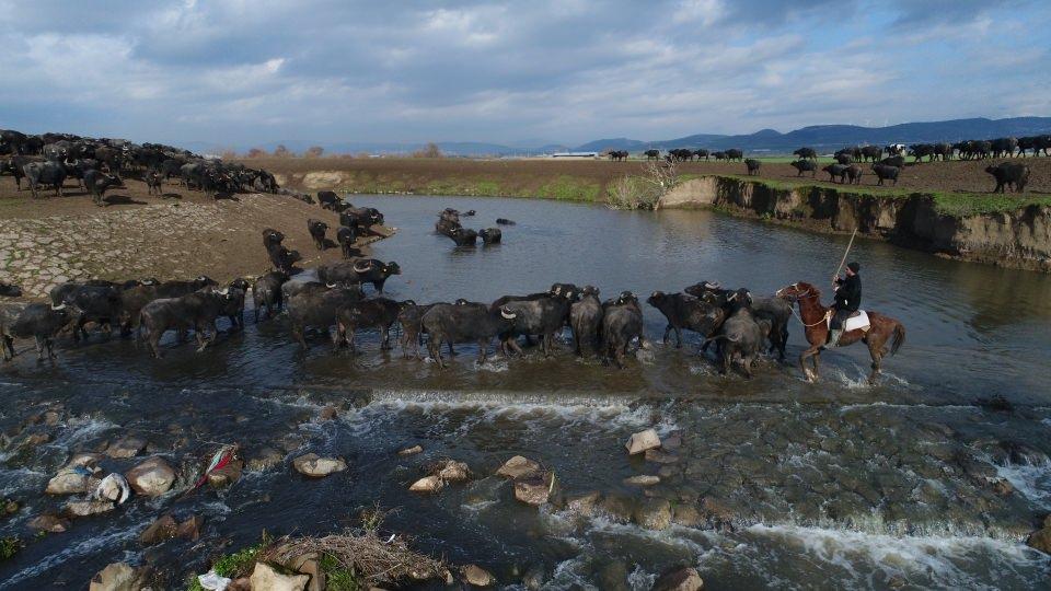 <p><strong>"Mandacılık zor ama son dönemlerde karlı"</strong></p>

<p>Dinçer, mandacılığın bu bölgede eskiden beri yapıldığını hatırlatarak, "Mandacılık zor ama son dönemlerde karlı. Bizim köylerde çok eskiden beri yapılıyor. Bir ara yok alma tehlikesiyle karşı karşıya kaldı. Şimdi fiyatlar iyi, sütü, kaymağı, yoğurdu tercih ediliyor." ifadelerini kullandı. </p>
