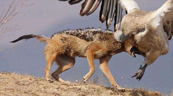 <p>Kendine kafa tutan çakala avı birakan akababa uzaklaşan taraf oldu.</p>
<p> </p>
