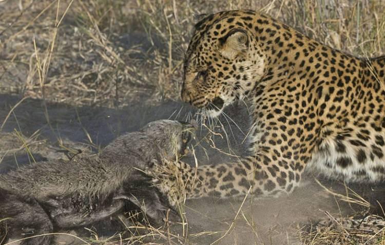 <p>Leopara adeta kafa tutan bal porsu, sonunda leoparın pes etmesine yol açtı...</p>
<p> </p>