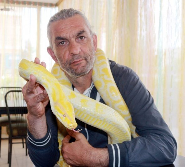 <p>Paşa`yı çok sevdiğini, onun adeta canından bir parça olduğunu da belirten Turan, "Yavru döneminden itibaren benimle yaşıyor. Ben büyüttüm. Uysal bir hayvan korkulacak hiçbir yanı yok. Hayvandan düşman olmaz. Hem işimizin bir parçası hem de hayatımızın bir parçası. Bu hayatımızın artık bir parçası, çocuğum gibi büyüttüm, çocuğum gibi bakıyorum. Gördüğünüz gibi tertemiz, pırıl, pırıl. Her gün duşunu yapar, banyosunu yapar. Yattığı yeri, kafesi, kutusu, taşıma kapları sürekli temizdir. Evladım gibi. Bir yılandan evlat olmaz ama evlat gibi bir şey, devamlı yanımda hayatımın bir parçası” diye konuştu.</p>