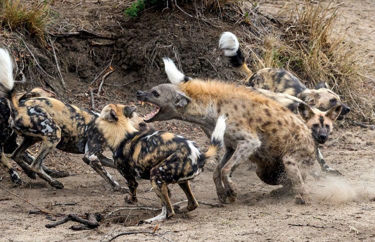 <p>Bir anda etrafını saran köpekleri gören sırtlan neye uğradığını şaşırdı.</p>

<p> </p>
