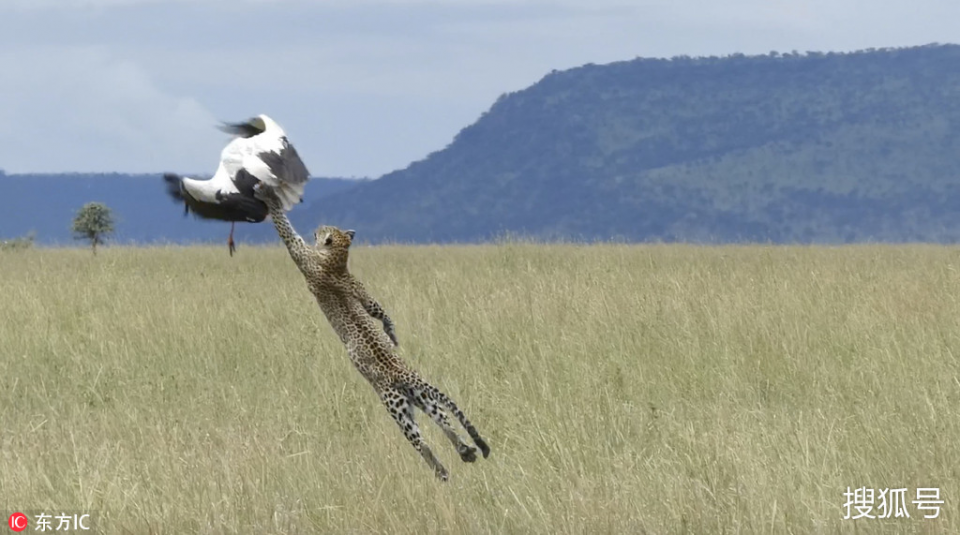 <p>Son anda leoparın pençelerinin hedefi olmaktan kurtulan leylek adeta şanslı günündeydi.</p>
