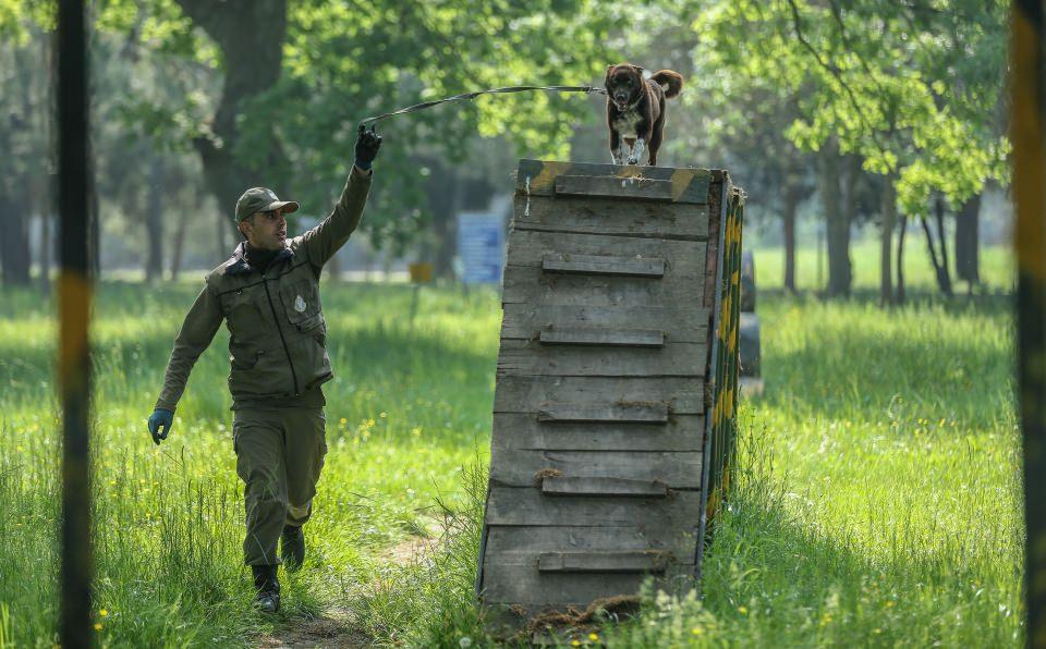 <p>1950 yılından itibaren Kara Kuvvetleri Komutanlığının askeri köpeklerle ilişkisi başlamış olup diğer branşlarda da bomba arama köpeklerinde 1994 yılından itibaren köpek yetiştirmeye başlamış durumdayız. Yaklaşık 25 yıllık köpek eğitimi deneyimine sahibiz. Ürettiğimiz köpeklerimizle gurur duyuyoruz. Askeri köpeklerimiz, ülkemizde ve dünyada çok önemli yere sahip. Kara Kuvvetleri Komutanlığı, Deniz Kuvvetleri Komutanlığı ve Genelkurmay'a bağlı birliklerin eğitimli askeri köpek ihtiyacının tümünü biz karşılıyoruz."</p>