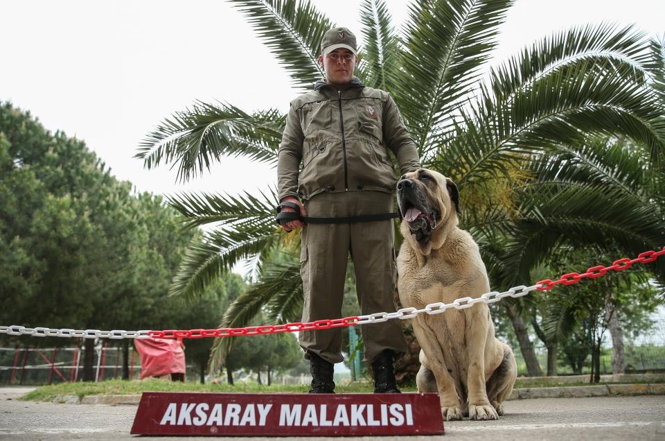 <p>Dünyadaki bütün köpekler ipe bağlı şekilde arama gerçekleştirirken Köpek Üretim ve Eğitim Tabur Komutanlığında yetiştirilen köpekler serbest arama yapabiliyor.</p>
<p> </p>