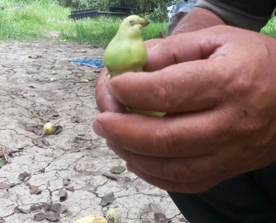 <p>Kuş görünümlü armut görenleri şaşırttı. Gagası, gözleri bile olan armut, tombul yeşil bir kuşa benziyor. Armudu görenlerin hayretler içinde kaldığını söyleyen tarla sahibi Mehmet Hanefi Aslan, "Armut hasadına başladık. Armut toplayan işçilerden biri, kopardığı armudun kuşa benzediğini fark etmiş. </p>
