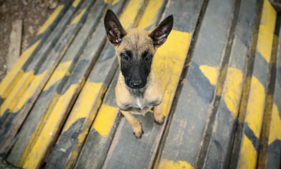 <p>TSK tarafından Suriye'nin kuzeyinde icra edilen Fırat Kalkanı ve Zeytin Dalı harekatlarında da etkin görev alan özel eğitimli köpekler, tuzaklanan birçok patlayıcının tespitinde de başrol oynayarak, Mehmetçik'in en büyük destekçisi oldu.</p>
<p> </p>