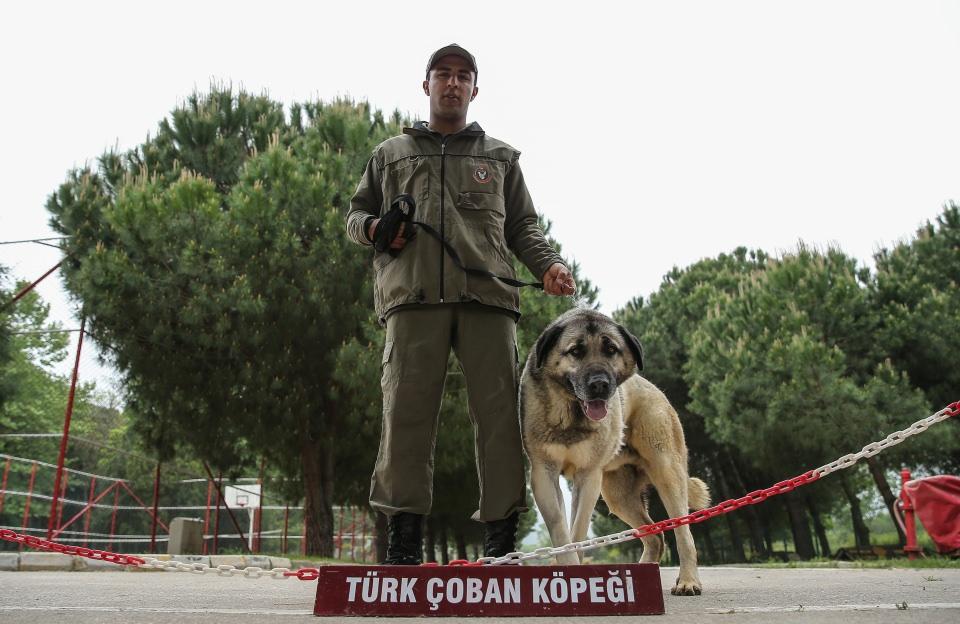 <p>Komutanlık bünyesinde eğitim ve üretim aşamasında 2 bölük olduğunu belirten İzgi, Köpek Üretim ve Bakım Bölüğünde damızlık köpeklerden yavru elde edildiğini anlattı.</p>
<p> </p>