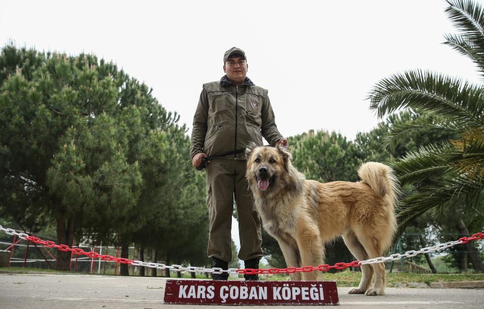 <p><strong>"Eğitimlerimiz sosyalizasyonla başlıyor"</strong></p>
<p> </p>
<p>Köpek Üretim ve Eğitim Tabur Komutanlığı Bölük Komutanı Üsteğmen Hakan İzgi, AA muhabirine yaptığı açıklamada, merkezde 7 farklı branşta uyumluluk testlerine göre eğitim alan köpeklerin tertip emirleri doğrultusunda ihtiyaç duyulan birliklere sevk edildiğini söyledi.</p>