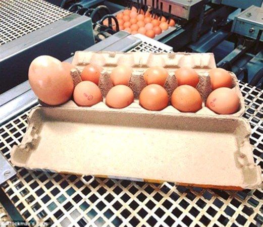 <p>Avustralya'da bir çiftçi, marketten aldığı yumurtayı görünce şaşkına döndü.Yumurtanın boyu, normalinden 3 kat daha büyüktü. Ancak asıl ilginç olan, yumurtanın içinden çıkanlardı... </p>
