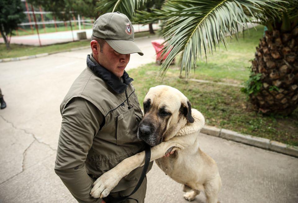 <p>Dedektörlere kıyasla yanlış cevap verme oranının daha düşük olduğu belirtilen bu köpekler, eğitim sırasında alana yerleştirilen mayın ve patlayıcıları tek tek tespit ederek, yerlerinin belirlenmesini sağlıyor. </p>

<p> </p>
