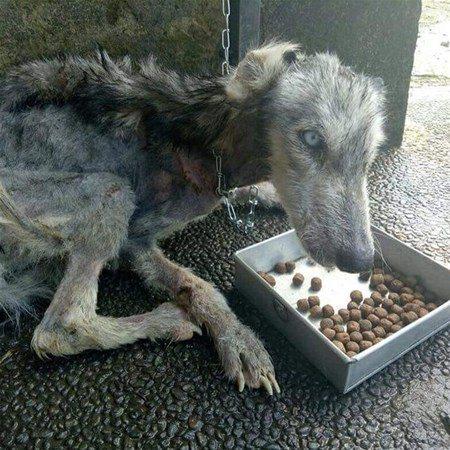 <p>Endonezyalı hayvansever Rico Soegiarto, ölüme terk edilen Husky'yi bulduğunda o kadar zayıf ve bitkin haldeydi ki zavallı hayvan zorlukla ayakta durabiliyordu.</p>
