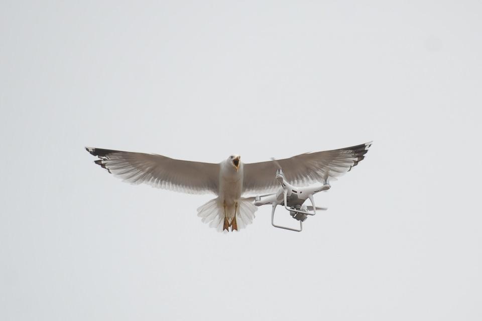 <p>Denizin sembollerinden martıların drone (uçangöz) ile imtihanı objektiflere yansıdı. </p>