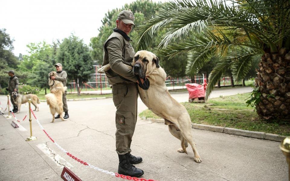 <p>Yavruların 3 aylık bakım sürecinden sonra testlerden geçtiğini vurgulayan Üsteğmen İzgi, "Testlerin sonunda köpekler yatkın oldukları branşlara göre seçiliyor. Eğitimlerimiz genel olarak sosyalizasyon eğitimiyle başlıyor. 6 aylık bu eğitimin ardından her branşın kendine göre farklı nitelikleri var. Toplam 20 ay süren eğitimin son 3 ayında ise göreve gidecek köpek eğiticisiyle beraber bağ kurma eğitimi alıyor." diye konuştu.</p>

<p> </p>
