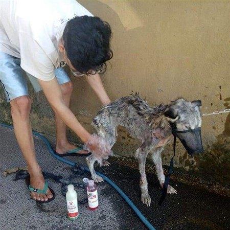 <p>Bitkin haldeki köpeği besleyen Rico Soegiarto, köpeğin tüylerindeki yaraları temizledi, ardından özenle tedavi etmeye başladı.</p>

<p> </p>
