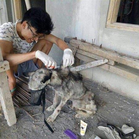 <p>Açlıktan bir deri birkemik kalan zavallı köpeğin her yeri bakımsızlıktan yara bere içerisinde kalmıştı. Neyse ki Endonezyalı genç Rico Soegiarto, Husky'yi sağlığına tekrar kavuşturmak için elinden geleni yapmaya hazırdı.</p>

<p> </p>
