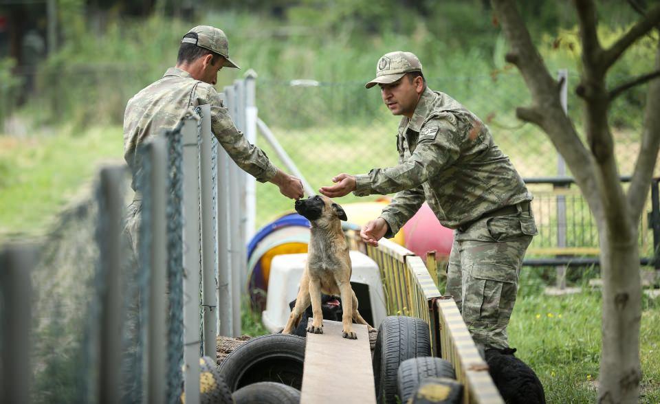<p><strong>Yarbay Savaşçı, bu köpeklerin uygun yavru seçim testleri ve sosyalizasyon aşamasından sonra Köpek Eğitim Bölük Komutanlığına verildiğini ifade ederek, şu bilgileri verdi: </strong></p>

<p> </p>

<p>"Askeri köpekler gerek yurt içerisinde teröristle mücadele harekatında gerek meskun mahal operasyonlarında, geçen yıl Fırat Kalkanı operasyonunda ve içinde bulunduğumuz yıl Zeytin Dalı Harekatı'nda başarıyla kullanıldı. Askeri köpeklerimiz birliklerimizde önemli bir kuvvet çarpanı olarak hizmet etmekte ve Mehmetçiklerimizin canını kurtarmaktadır. </p>
