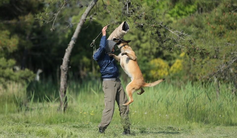 <p><strong>"Ürettiğimiz köpeklerimizle gurur duyuyoruz"</strong></p>

<p> </p>

<p>Köpek Üretim ve Eğitim Tabur Komutanı Veteriner Yarbay Mustafa Savaşçı da merkezleri bünyesinde bilimsel veriler ışığında uygun damızlıklar kullanılarak yavru köpekler elde ettiklerini belirtti.</p>
