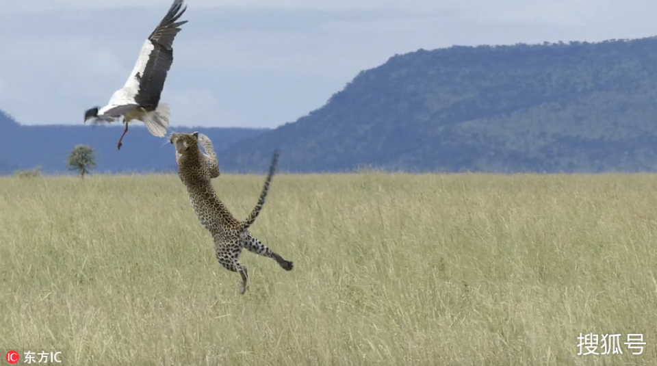 <p>Tam o anda saldırı gerçekleşti ve leopar bir anda leyleğin üzerine atıldı.</p>
