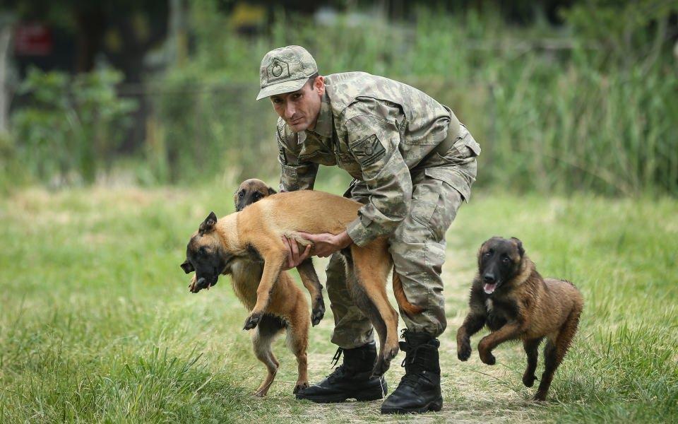 <p>bÖzellikle teröristlerle sıcak temasların yaşandığı bölgelerde kullanılan "Alman Çoban, Labrador ve Belçika Malinois" ırkı köpekler, mayın ve el yapımı patlayıcılar ve bunlara bağlanmış tuzakları yüzde 100 bulma yeteneğine sahip.</p>

