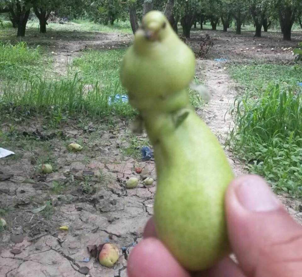 <p> Sonra bize gösterdi. Armut tıpkı kuşa benziyor. Allah’ın bir hikmeti. Armudu gören arkadaşlarım şaşırıp kaldılar. Gözlerimize inanamadık" dedi.</p>
