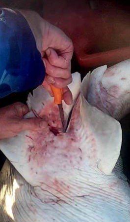 <p>Hamile köpek balığının karnını yararak 98 yavrusunu işte böyle çıkardı.</p>
<p> </p>