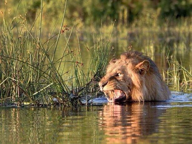 <p>Bunu fark eden aslan ise bir anda yerinde zıplayarak korkuyor ve nehri hemen terk ediyor.</p>
