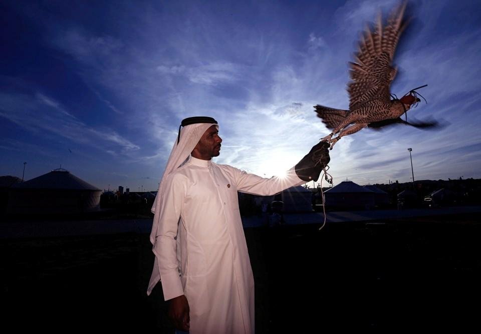 <p>Zamanla Katar'ın simgesi haline gelen şahinleri tanıtmak üzere pek çok festival de düzenlenmeye başlandı. Katar halkı, sadece ülkelerinde değil, yurt dışında da festivallere katılarak, ülkelerinin şahin kültürünü tanıttı.</p>
