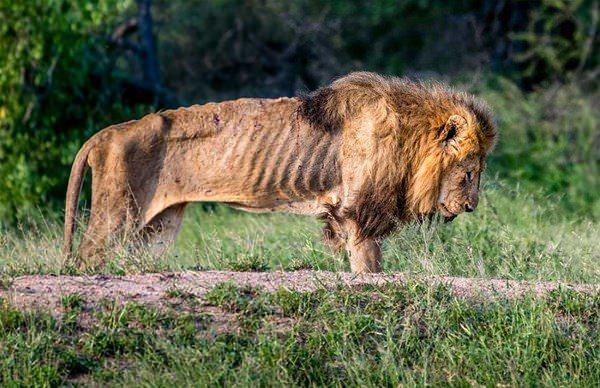 <p>Fotoğrafçı, zayıflıktan ölmek üzere olan aslanı 1 saat boyunca takip etti.</p>

<p> </p>
