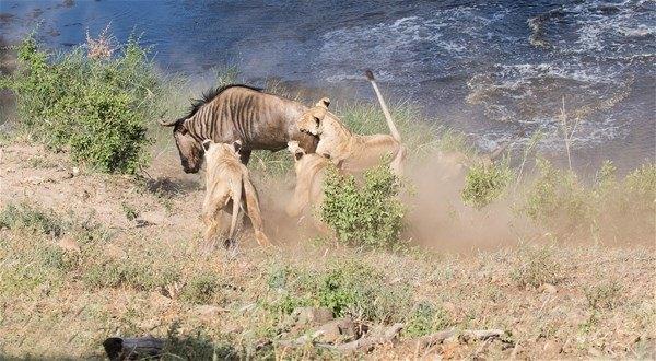 <p>Kruger Ulusal Parkı'nda çekilen görüntülerde, 4 aslanla karşılaşan antilobun yakalanma anı doğa fotoğrafçıları tarafından kaydedildi.</p>

<p> </p>
