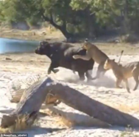 <p>Botswana'da 3 aslanın saldırısına uğrayan bufalonun zeki taktiği hayatını kurtardı.</p>
