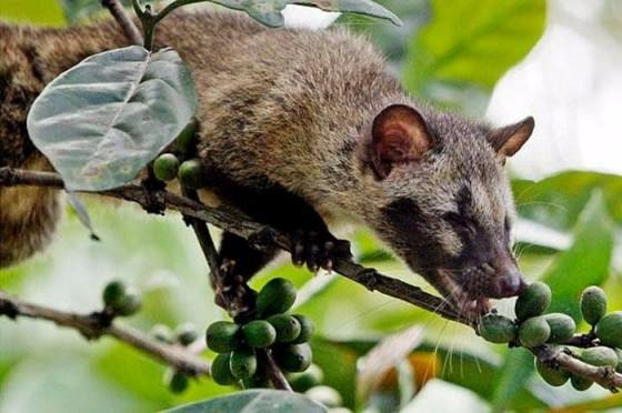 <p>Bu kahvenin adı da Kopi Luwak olarak biliniyor. Sumatra ormanlarında yetişen Kopi Luwak kahvesinin pahalı olmasının sebebi ise taklit edilmesi mümkün olmayan tadı...</p>

<p> </p>
