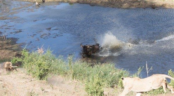 <p>4 aslan tarafından yakalanan antilop, ne kadar kaçmaya çalışsa da başarılı olamadı. </p>
