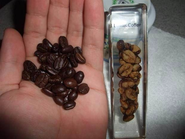 <p>Kopi Luwak kahvesinin 100 gramının fiyatı dudak uçuklatacak cinsten; 100$ civarında değişiyor...</p>

<p> </p>
