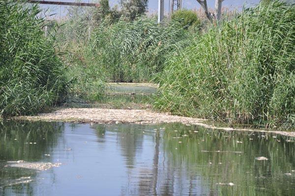 <p>Büyük Menderes Nehri’nin dibindeki durumu ise henüz bilemiyoruz. Tabii ki nehrin dibindeki yosunların ve diğer canlıların da zarar görmüş olabileceğini düşünüyoruz.</p>
