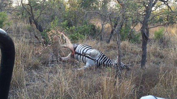 <p>Güney Afrika'nın Kruger Ulusal Parkı'nda yaşanan olayda, leopar, zebrayı yemek isterken bağırsaklarından fışkıranlarla ne yapacağını şaşırdı. </p>

<p> </p>
