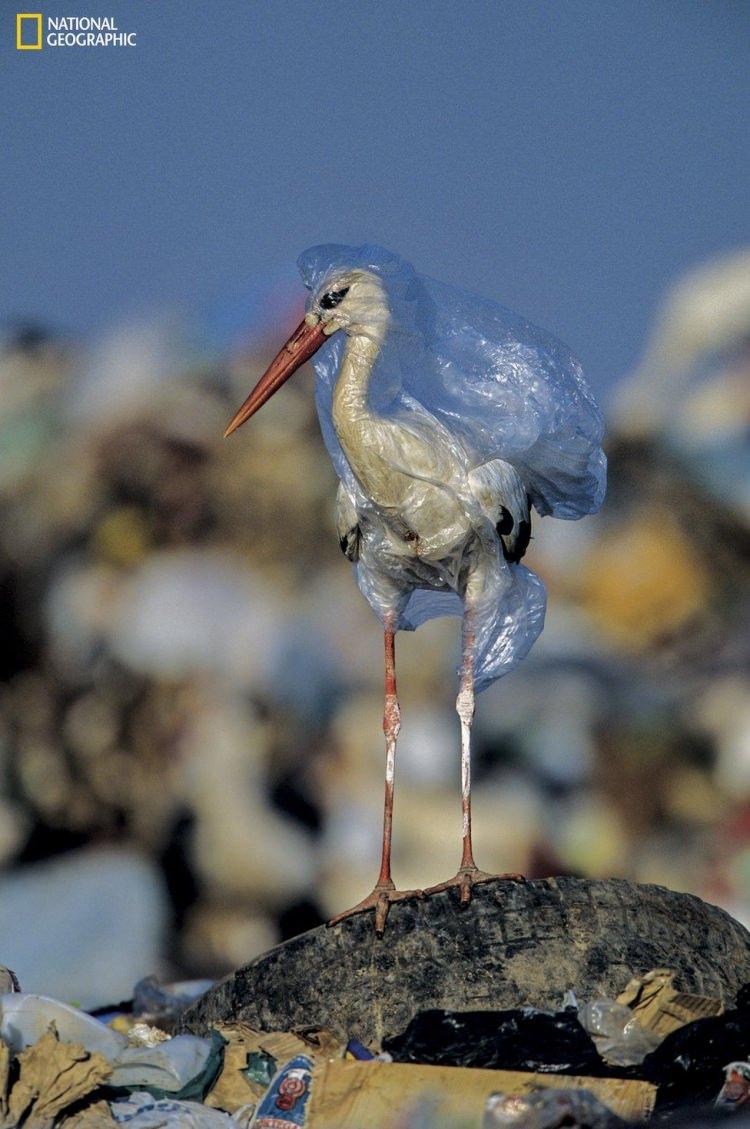 <p>National Geographic dergisi, dünyanın dört bir yanındaki deniz, okyanus, nehir ve kıyı bölgelerinde biriken plastik atıkların doğal yaşamı nasıl tehdit ettiğini gösteren bir fotoğraf seçkisi yayınladı. Plastik atıklara takılan ya da onları yutan deniz canlıları, başlıca risk grubunu oluşturuyor. BBC Türkçe, derginin Haziran sayısından hafızalara kazınan fotoğrafları derledi:</p>

<p>Fotoğraftaki leylek, İspanya'daki bir katı atık sahasında plastik torbaya takılmış. Neyse ki leylek şanslıydı. Fotoğrafı çeken sanatçı onu torbadan kurtarıp serbest bıraktı. Gemi enkazlarından kalanlar aşınarak yok olabiliyor ama plastikler doğada kalıyor. Dolayısıyla bir plastik torba birden fazla canlının ölümüne neden olabilir.</p>

<p> </p>
