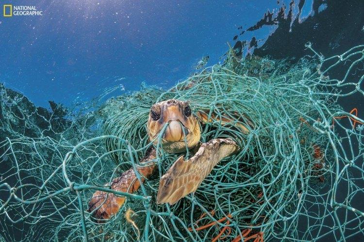 <p>İspanya'nın Akdeniz kıyılarındaki bu deniz kaplumbağası eski bir plastik balıkçı ağına takılmış. Kaplumbağa boynunu uzatıp suyun üzerinden hava alabilecek durumda ama eğer fotoğrafçı onu özgür bırakmasaymış, ölecekmiş. Denizlerin en büyük canlıları arasındaki kaplumbağalar için balıkçı ağları büyük bir tehdit oluşturuyor.</p>
