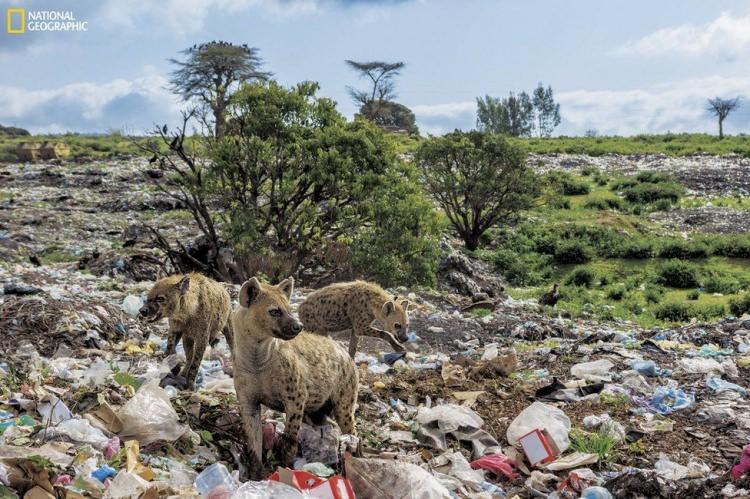 <p>Bu defa Etiyopya'nın Harar kentindeki bir atık sahasındayız. Sırtlanlar plastik atıkları normal yaşamın bir parçası diye benimsemiş. Çoğu, kulaklarını kabartıp atık kamyonlarının gelişini bekliyor ve çöpler arasında yiyecek bir şeyler arıyor.</p>
