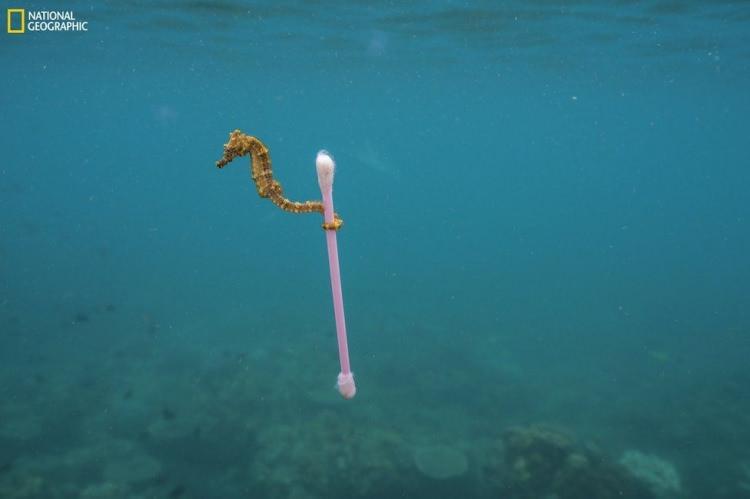 <p>Deniz atları, akıntıya karşı sürüklenmemek için yosunlara ya da diğer doğal deniz çöplerine tutunur. Endonezya'nın kirli sularıyla bilinen Sumbawa Adası'ndaki bu deniz atı ise, plastik bir kulak pamuğuna tutunmuş. Fotoğrafı çeken Justin Hofman, "Bu fotoğrafın gerçek olmamasını dilerdim" diyor. National Geographic gibi birçok dergi, konuk editörler ağırlayarak, çevre, teknoloji ve sürdürülebilirlik gibi alanlarda özel yayınlar hazırlıyor.</p>
