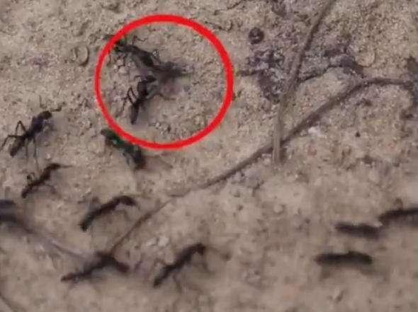 <p>Karıncaların bu görüntüsü bilim insanlarını şaşkına çevirdi. Fotoğrafa dikkatlice bakıldığında göremiyorsunuz; ancak karıncaların bu mucizesi gerçekten inanılmaz!</p>

<p> </p>
