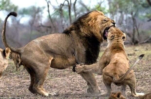<p>Serengeti'de kameralara takılan vahşi hayvanlar nefes kesen kovalamacaya imza attı.</p>
<p> </p>
