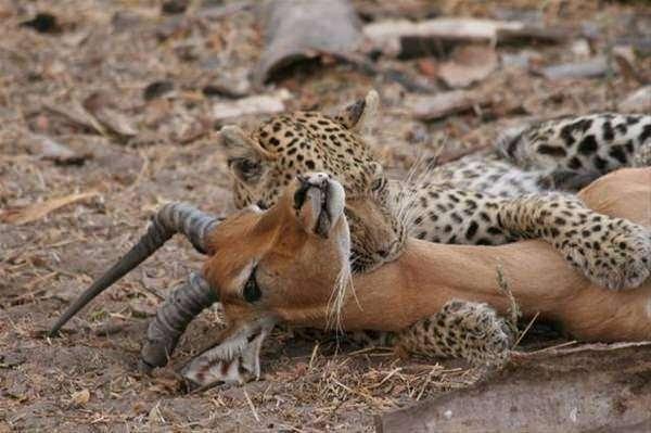 <p>Leopar impalayı avlamak için yakalıyor ve boynundan ısırıyor.</p>
