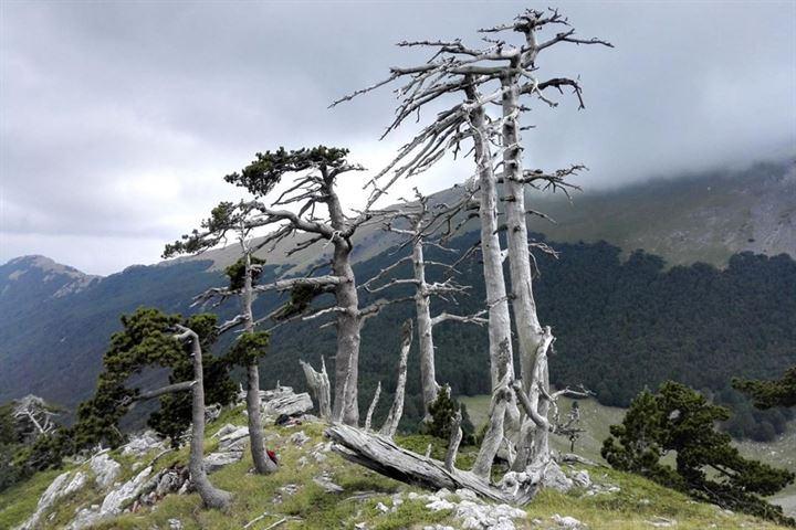 <p>Bilim insanları, İtalya'nın Pollino Milli Parkı'nda yaklaşık bin 230 yaşında olduğu sanılan bir çam ağacı tespit etti.</p>

<p> </p>
